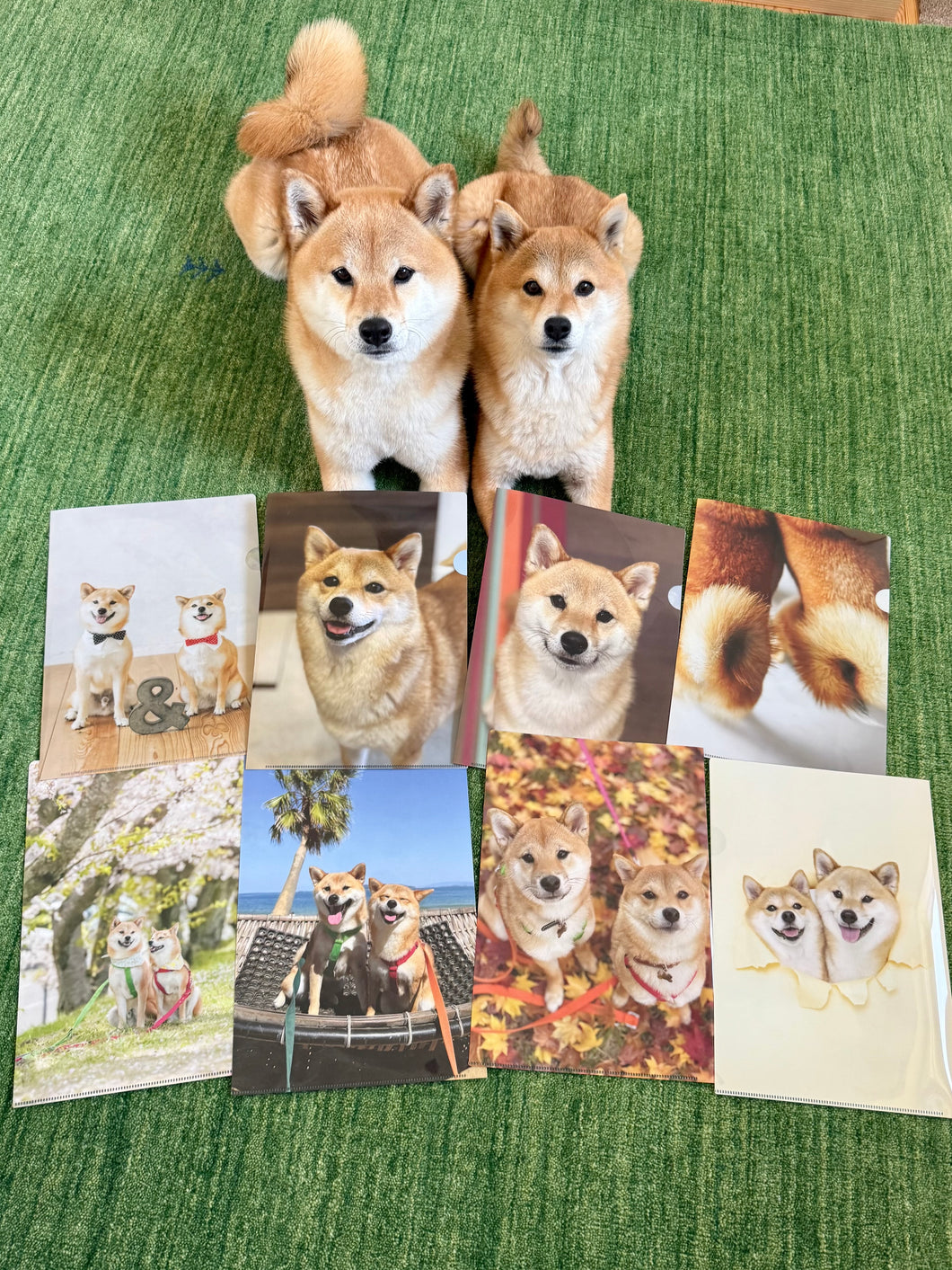 【受注生産！】ふくとむクリアファイル